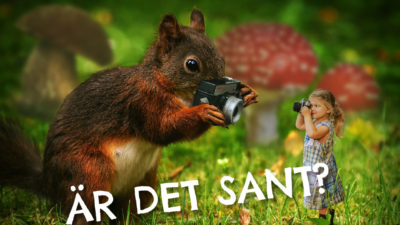 En ekorre håller i en kamera. Den tar en bild på ett barn som är pyttelitet och som också tar en bild på ekorren.