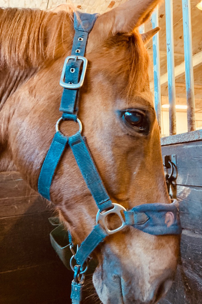 Närbild på hästen Conny.