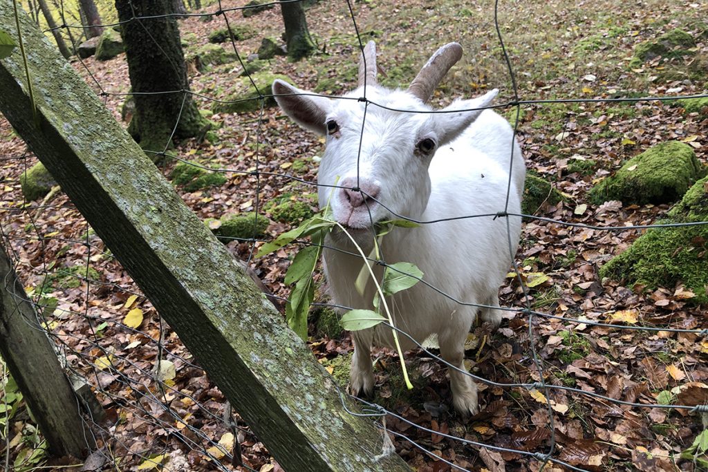 En liten get som äter på en gren.