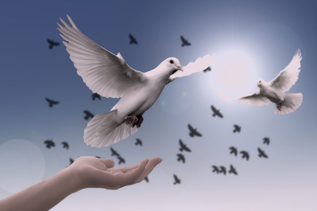 En vit duva som flyger upp från en hand.